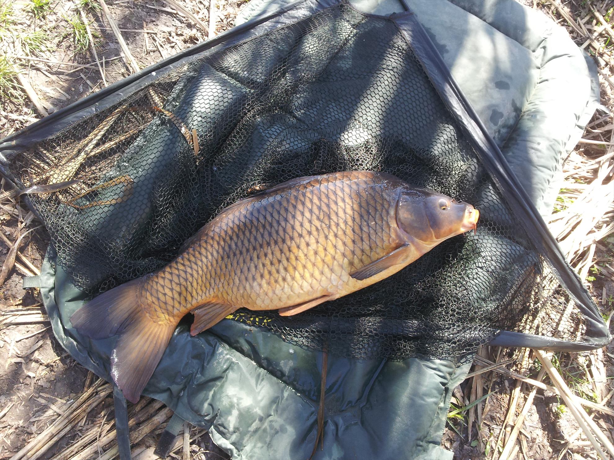 tancabesti  5-6 aprilie 2013 - 20130406144011.jpg